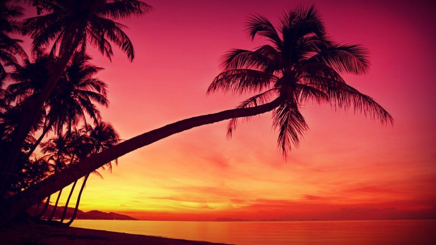 Sunset Palm Tree Background HD Photos Images