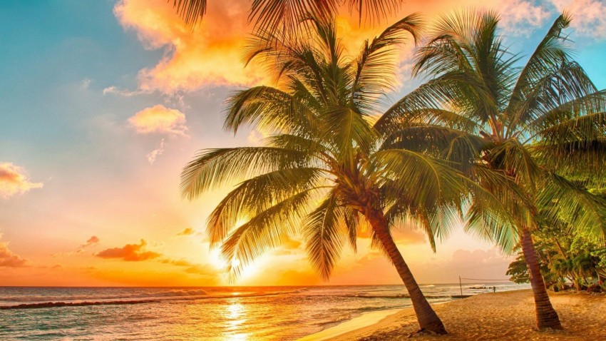 Sunset Palm Tree Background HD Photos Images