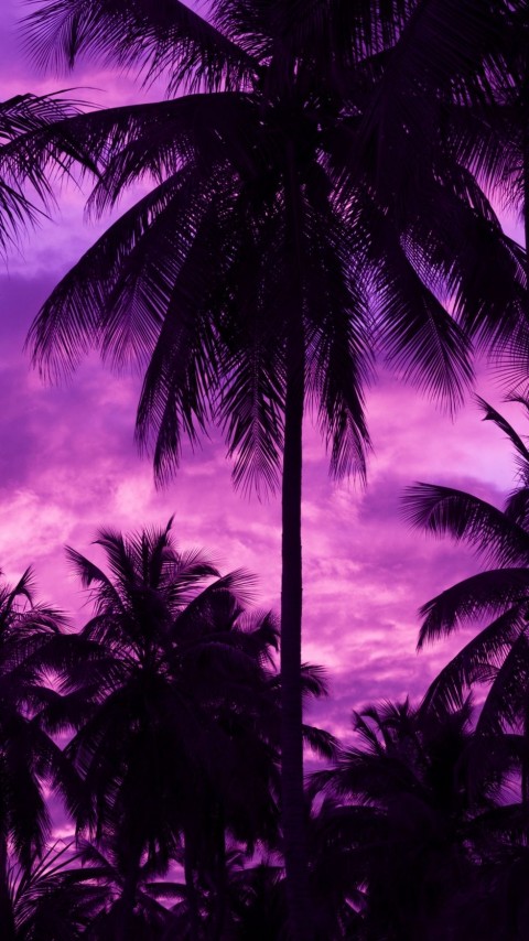 Sunset Palm Tree iPhone Wallpaper Background HD