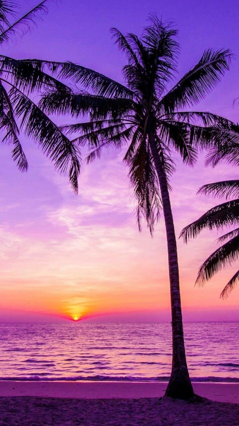 Sunset Palm Tree Phone Wallpaper Background HD