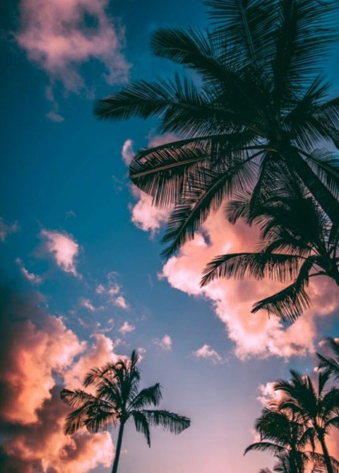 Sunset Palm Tree Phone Wallpaper Background HD