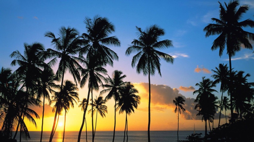 Sunset Palm Tree Photoshop Editing Background HD