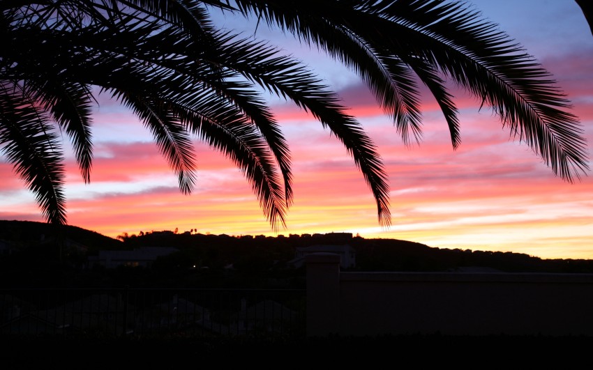 Sunset Palm Tree Photoshop Editing Background HD