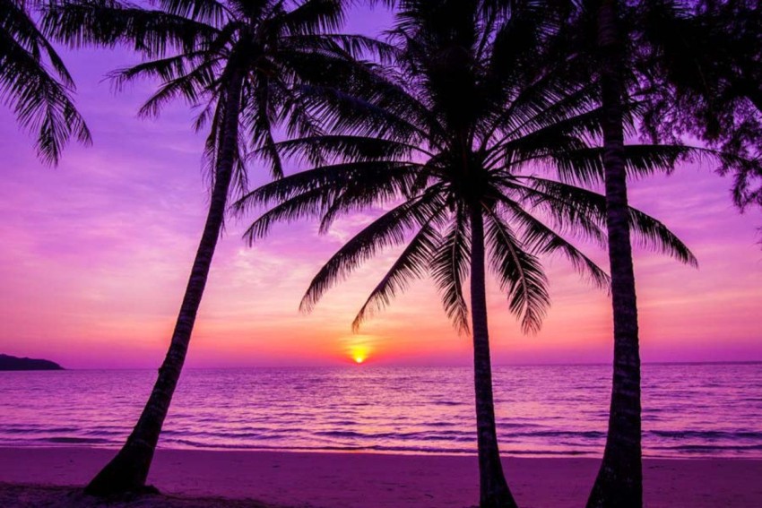 Sunset Palm Tree Photoshop Editing Background HD