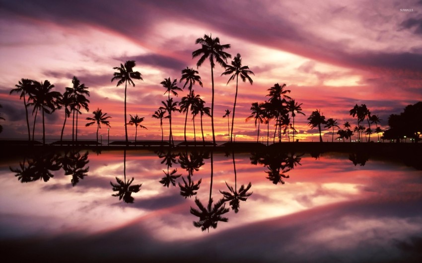 Sunset Palm Tree Photoshop Editing Background HD