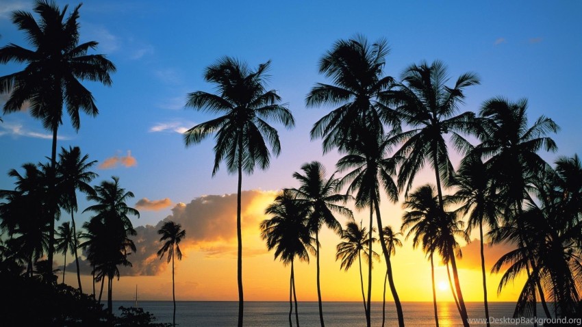 Sunset Palm Tree Wallpaper Background Full HD