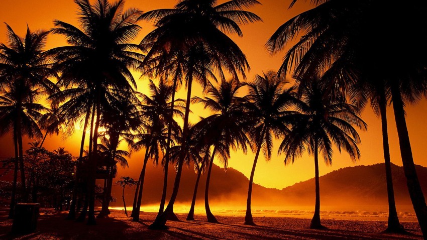 Sunset Palm Tree Wallpaper Background Full HD