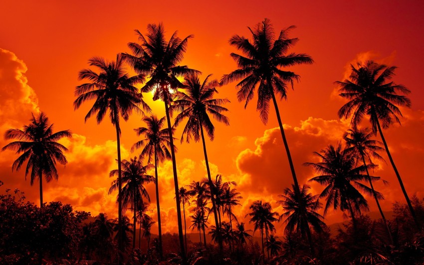 Sunset Palm Tree Wallpaper Background HD Free