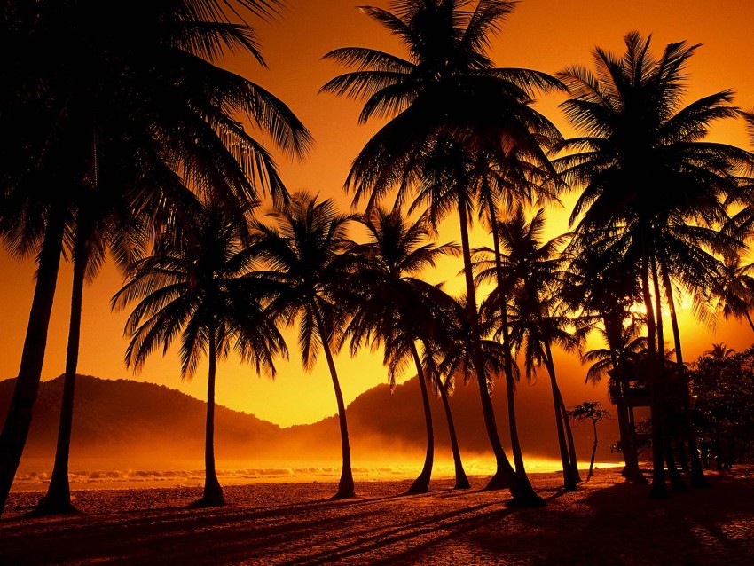 Sunset Palm Tree Wallpaper Background HD Free