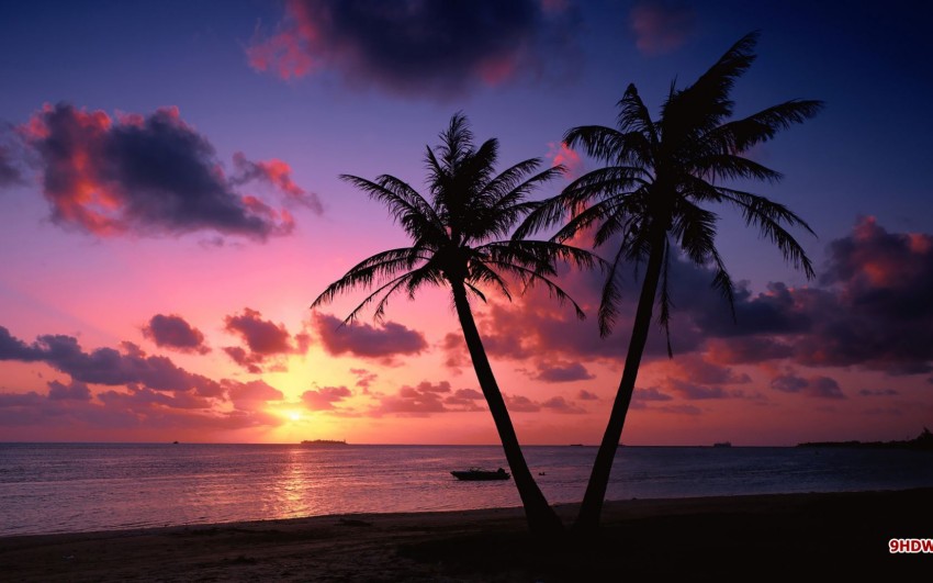 Sunset Palm Tree Wallpaper Background HD Free