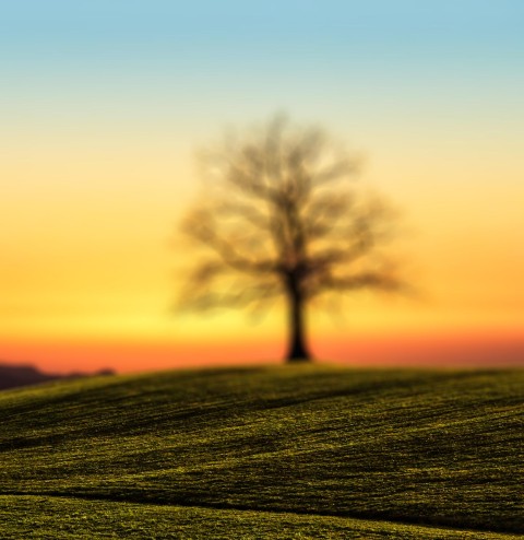 Sunset Single Tree CB Picsart Editing Background HD Download