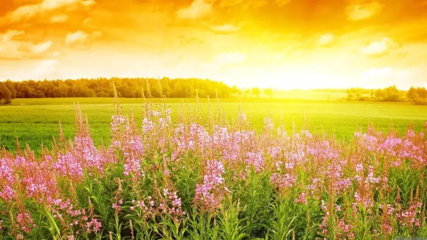 Sunset Sky Anime Field Background HD Download