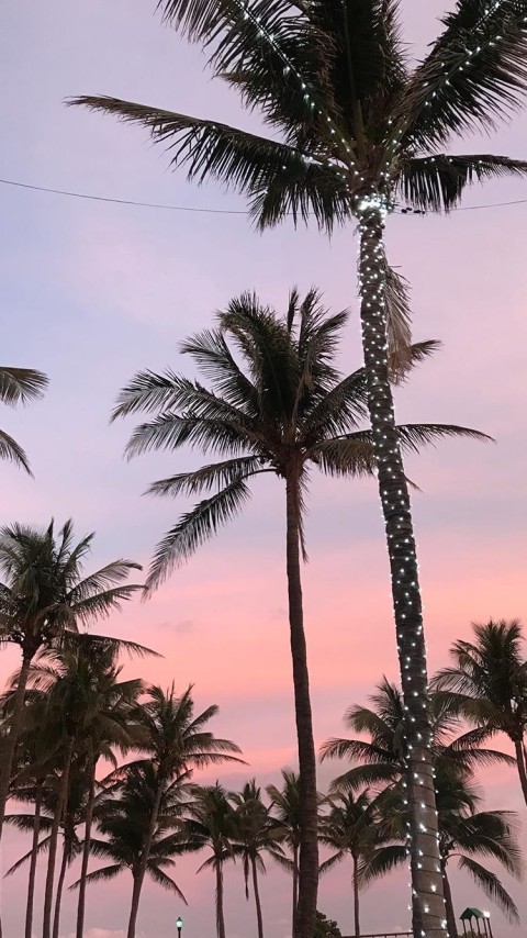 Sunset Sky Palm Tree Background HD Donwload