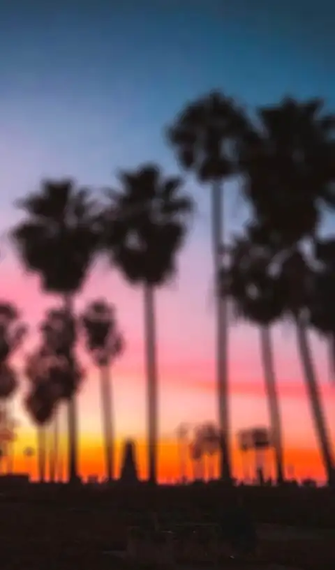 Sunset Sky Palm Tree Background HD Donwload