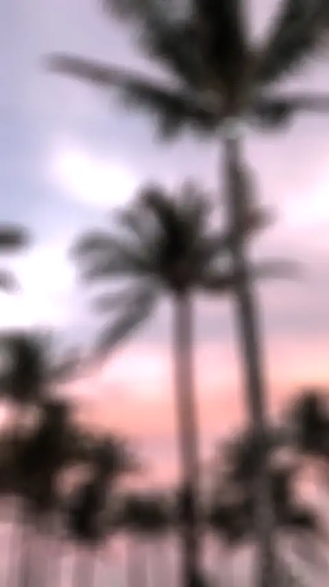 Sunset Sky Palm Tree Background HD Donwload