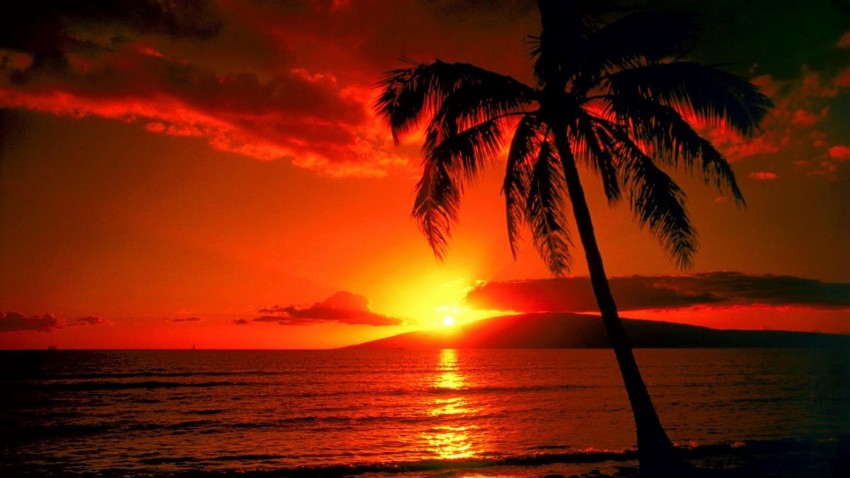 Sunset SKY Palm Tree Background HD Images Photos