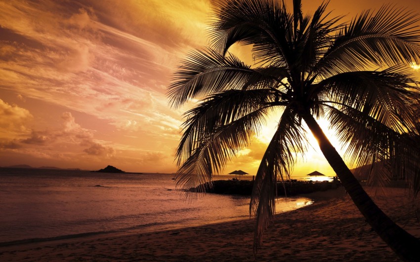 Sunset SKY Palm Tree Background HD Images Photos