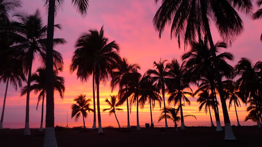 Sunset SKY Palm Tree Background HD Images Photos