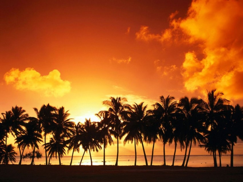 Sunset SKY Palm Tree Background HD Images Photos