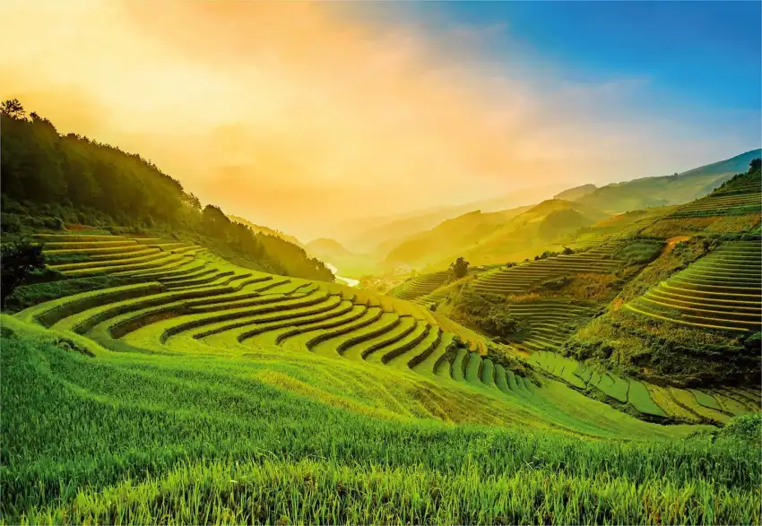 Sunset Sky Rice Field Background HD Download Free