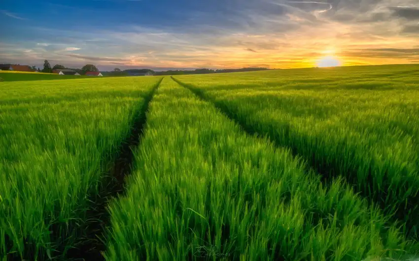 Sunset Sky Spring Field Background HD Download