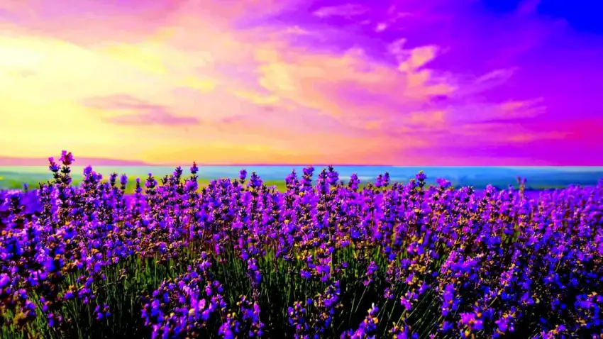 Sunset Sky Spring Field Background HD Download