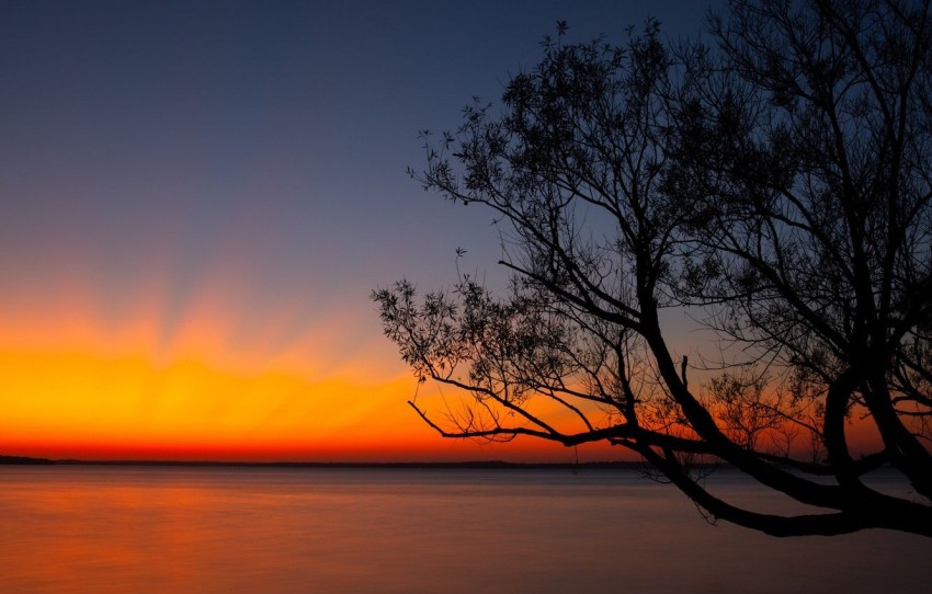 Sunset Sky With Tree Background HD Download Free