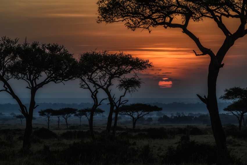 Sunset Sky With Tree Background HD Download Free