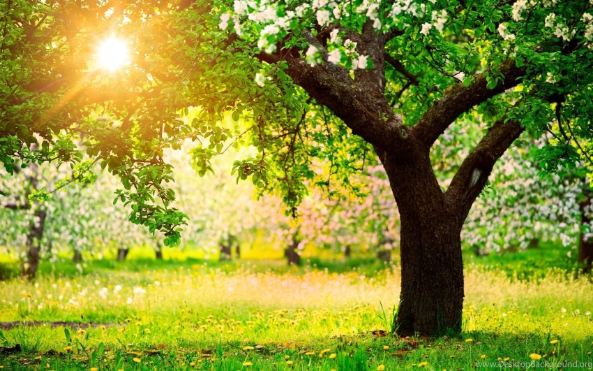 Sunset Sun Nature Tree Background HD Download