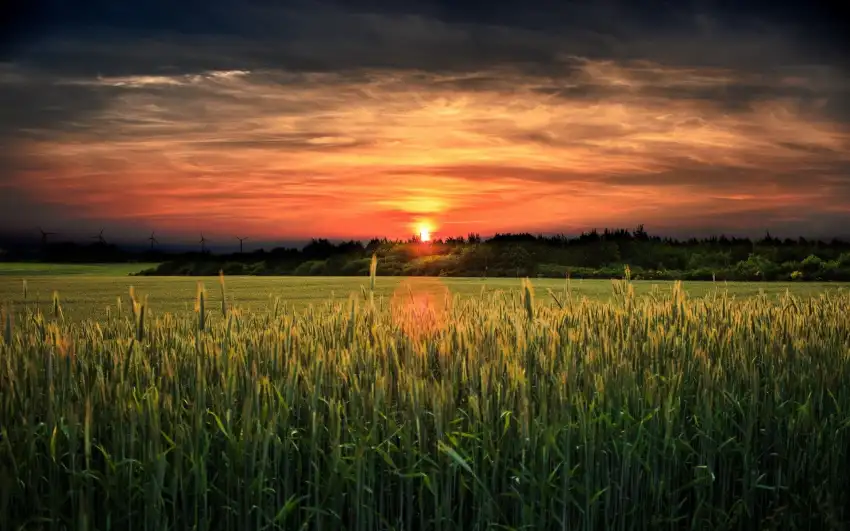 Sunset Sunrise Field Background HD Images Download