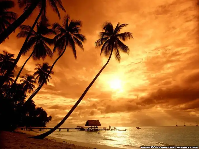 Sunset Sunrise Tropical Palm Coconut Tree Beach Background Free