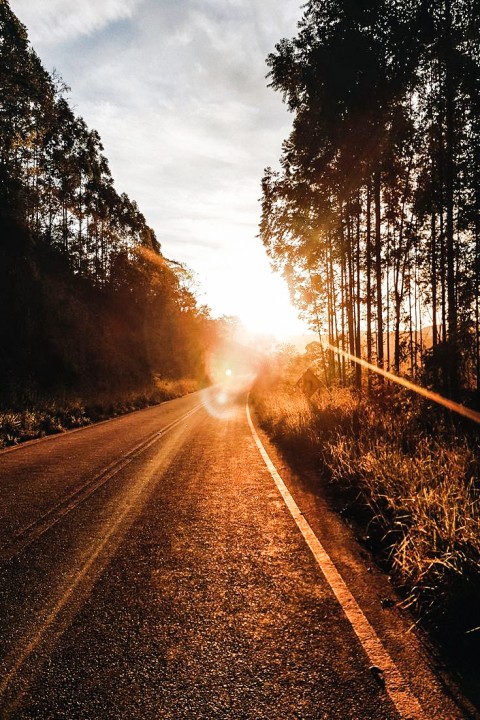 Sunset Tree  Road Background  Full HD   Download Free