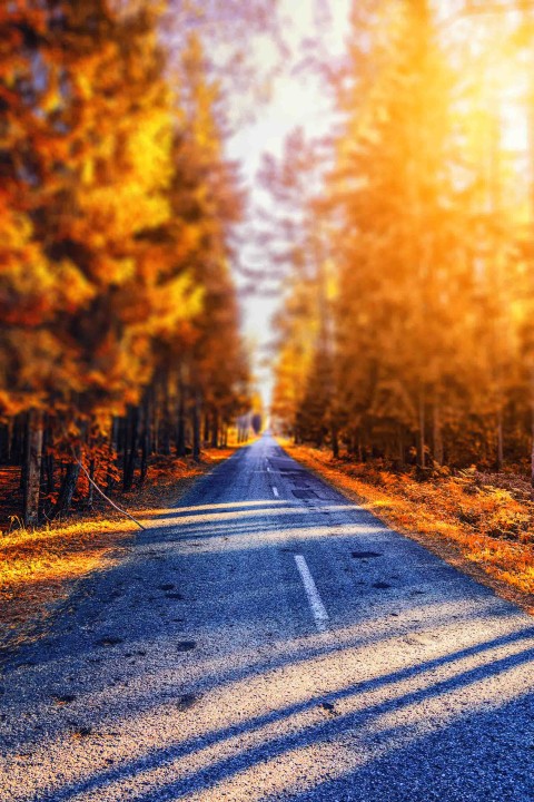 Sunset Tree Road CB Picsart Editing Background HD Download