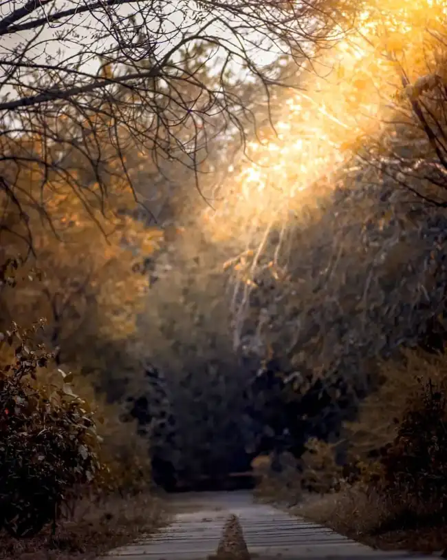 Sunset Tree Road  Editing Background HD Download