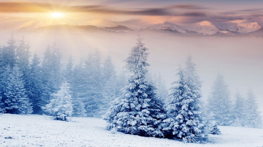 Sunset White Winter Tree Background HD Donwload