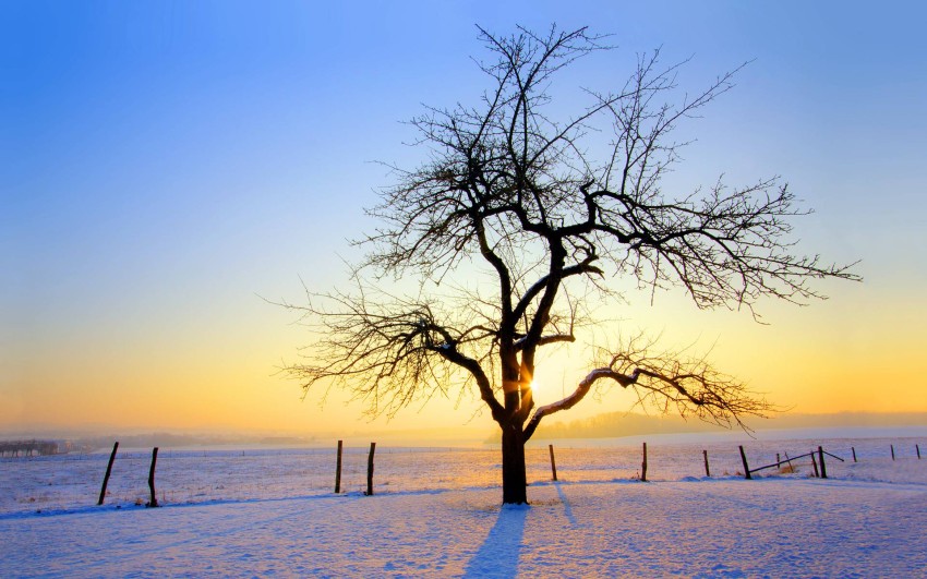 Sunset Winter Tree Background HD Download