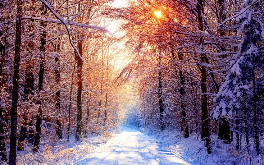 Sunset Winter Tree Background HD Download