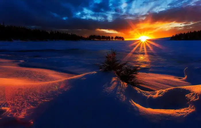 Sunset Wintersun Forest Background HD Wallpaper