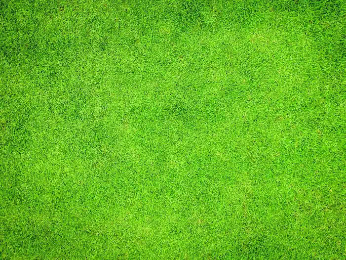 Texture Green Real Grass Field Background HD Images Free