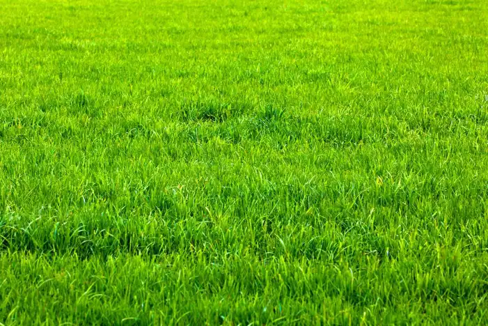 Texture Green Real Grass Field Background HD Images Free