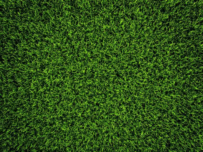 Texture Green Real Grass Field Background HD Images Free