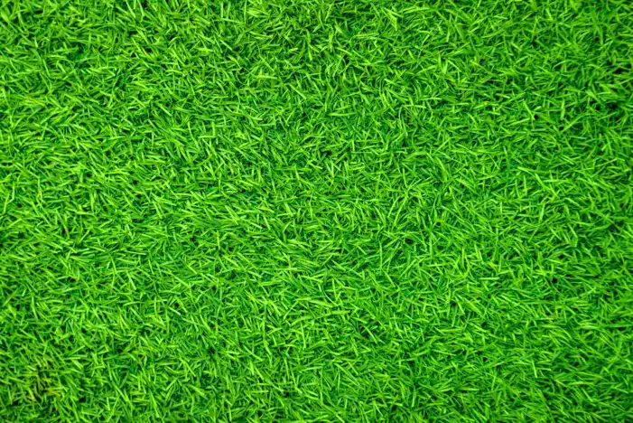 Texture Green Real Grass Field Background HD Images Free