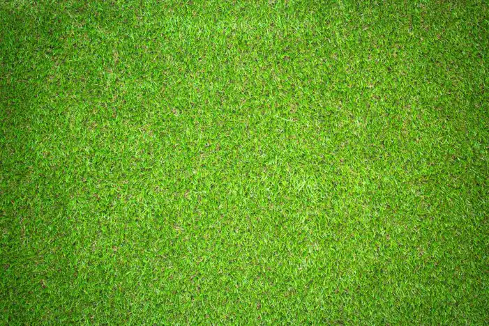 Texture Green Real Grass Field Background HD Images Free