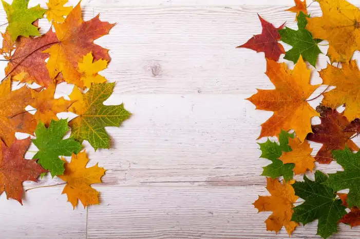 Thanksgiving Autumn  On A Table Background HD Images