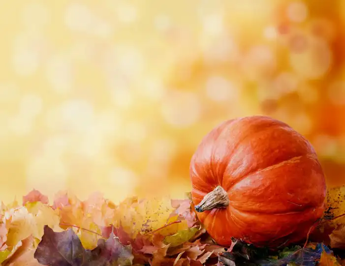 Thanksgiving Background HD Images