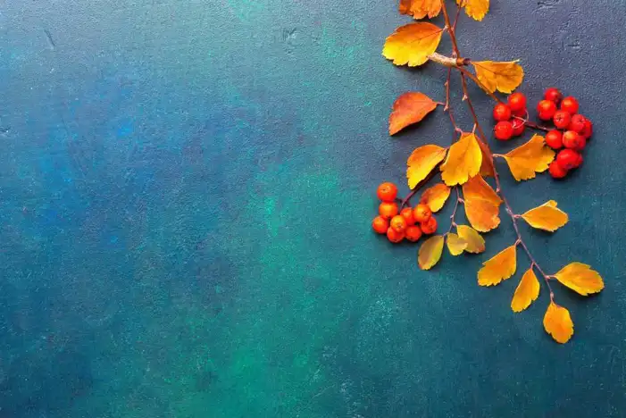 Thanksgiving Blue Autumn Balleries Background HD Images