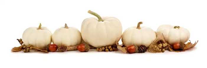 Thanksgiving White Pumpkin Background HD Images