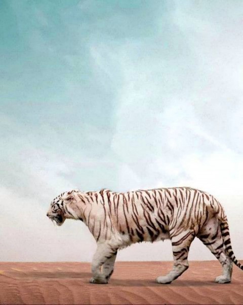 Tiger Photo Editing Background HD Download