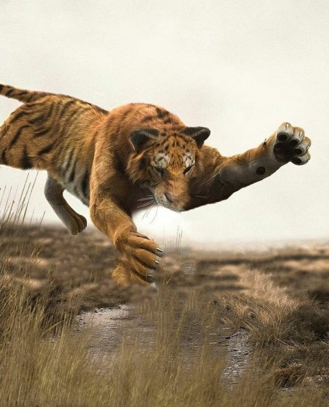 Tiger Photo Editing HD Background Download