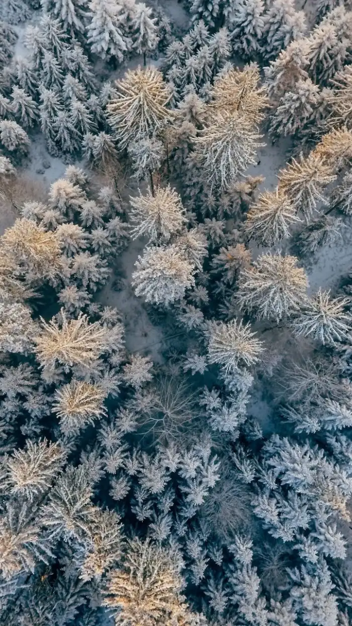 Top View Aerial View Snow Covered Forest Background